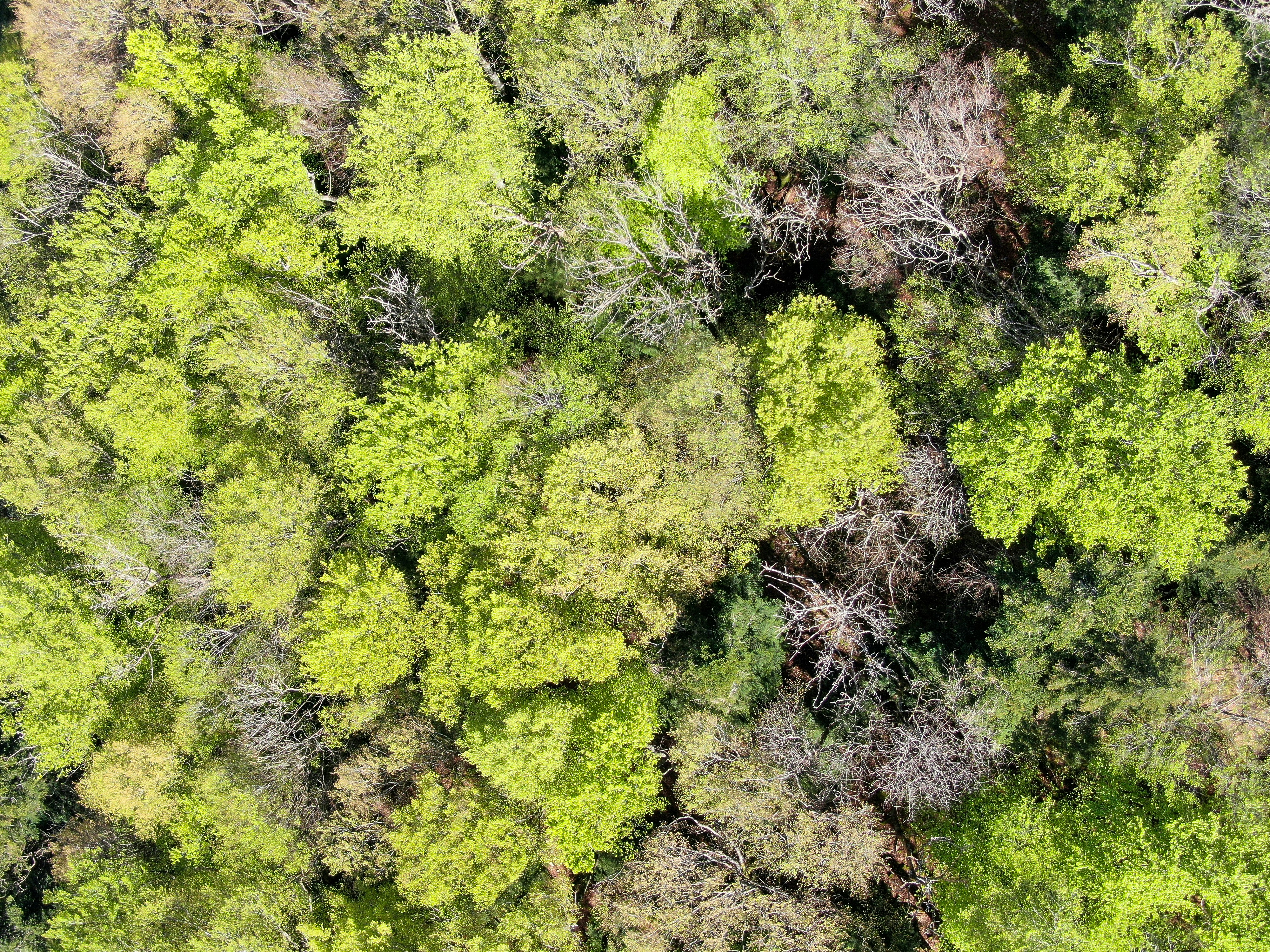 green and brown plant on brown soil